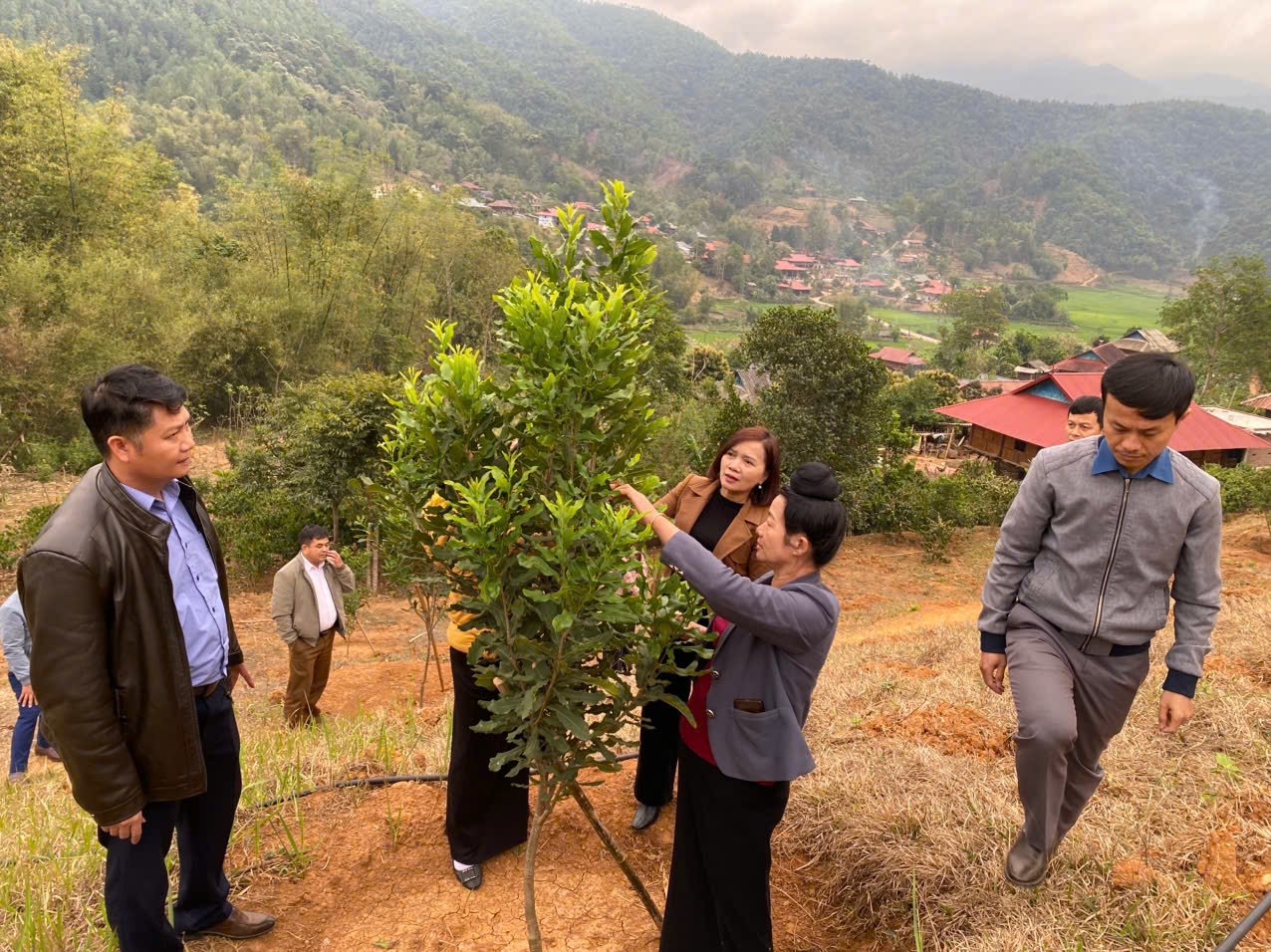 Đoàn công tác kiêm tra vườn cây mắc ca tại bản Lói