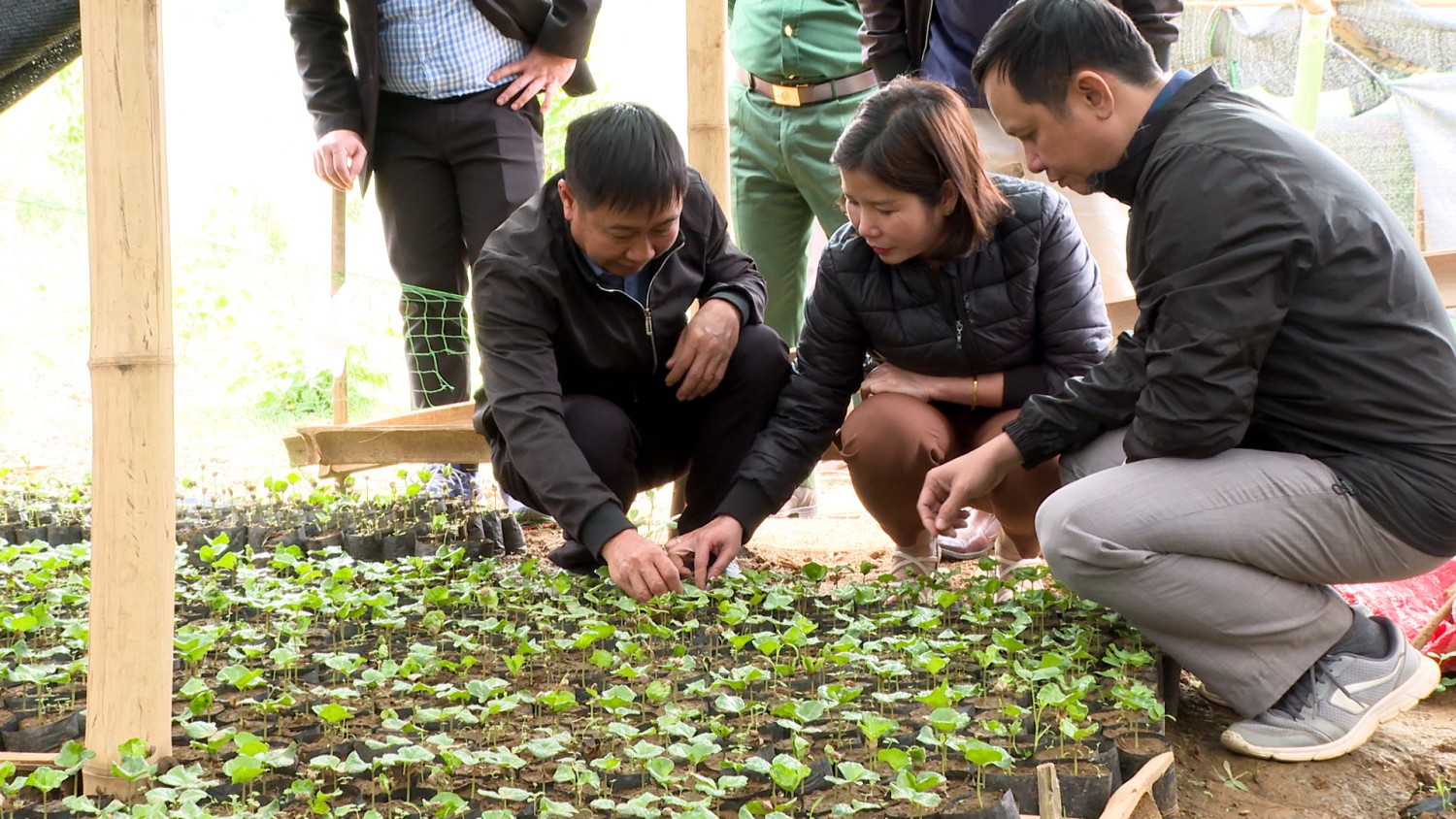 kiểm tra vườn ươm cây cà phê tại xã Mường Mùn