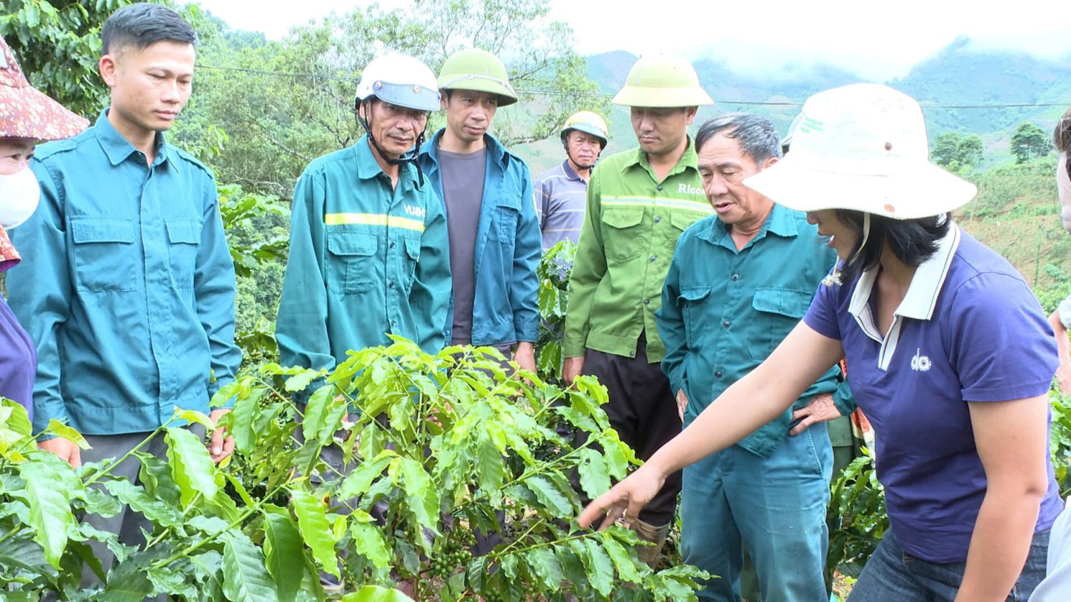 Kiểm tra, hướng dẫn kỹ thuật chăm sóc mắc ca, cà phê giai đoạn 2023 – 2026