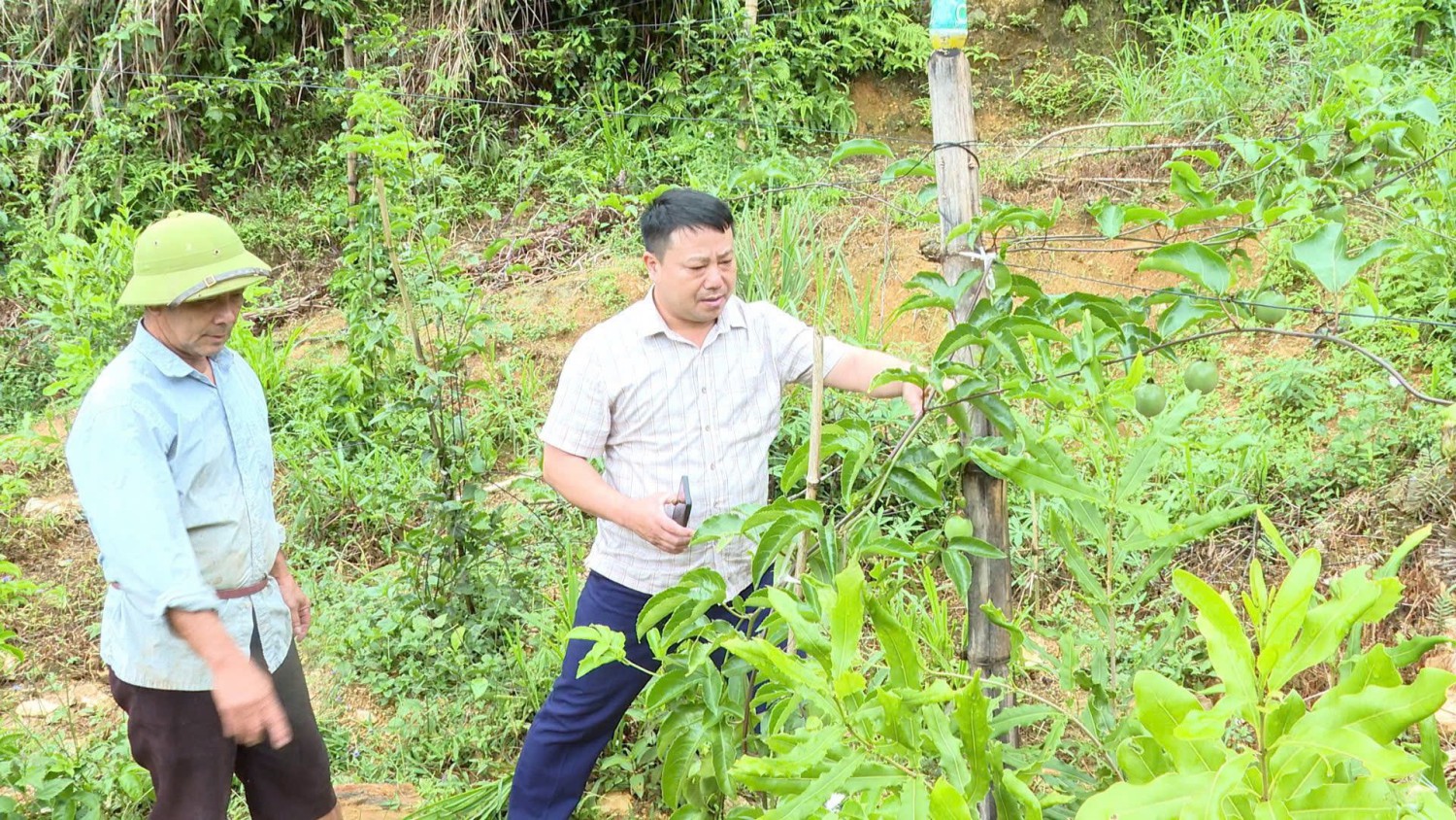 Kiểm tra tình hình sinh trưởng, phát triển cây chanh leo tại bản Hới