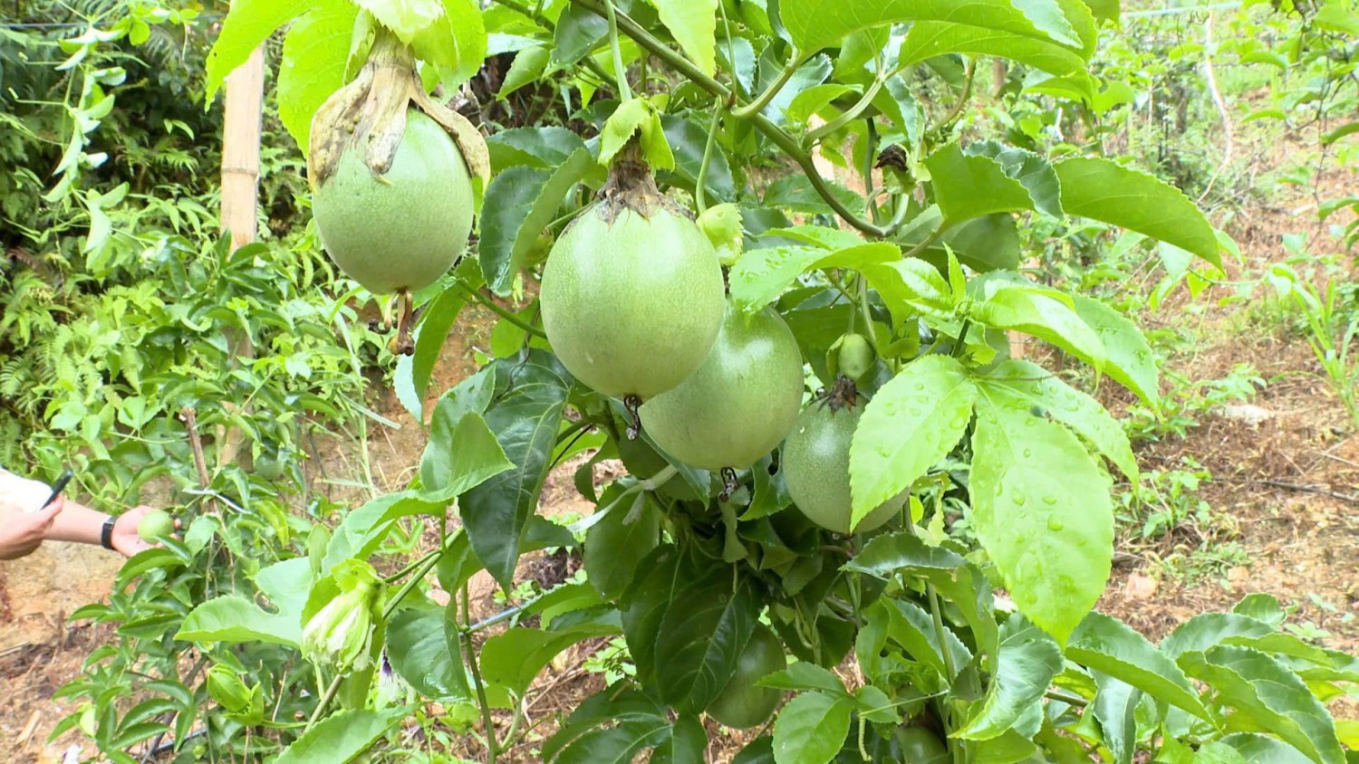 hình 4