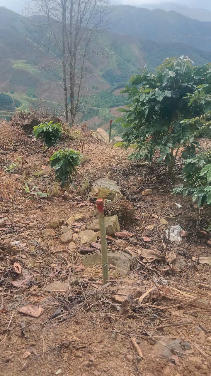 hình 3