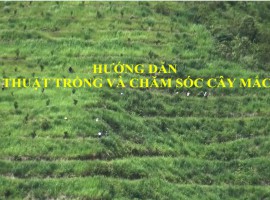 Ký thuật trồng Mắc ca